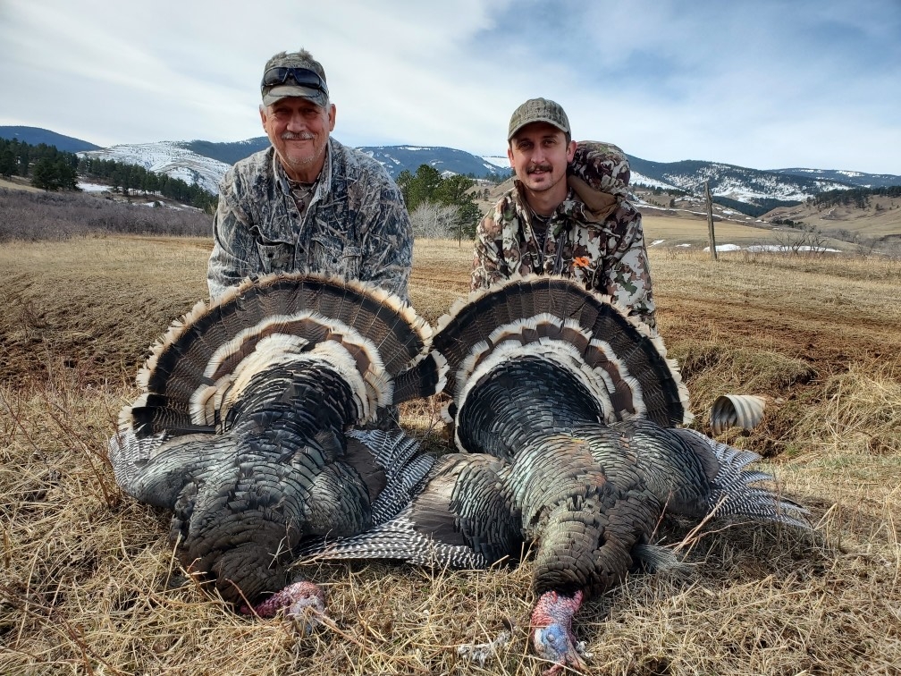 Bighorn Mountain Merriam Turkey Hunting